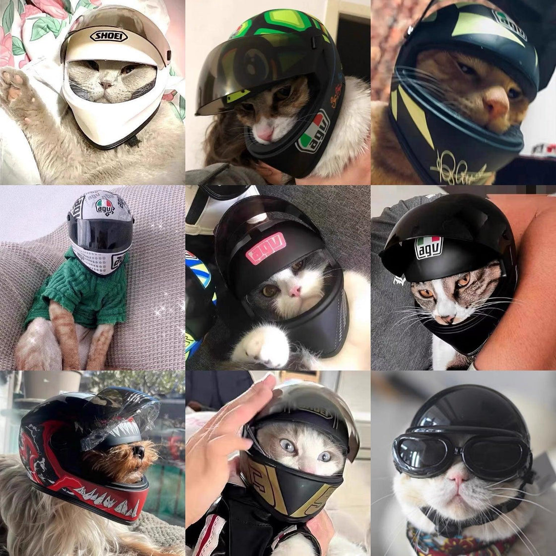 Helmet for Fur Baby🐱 - Bean's Moto Booth